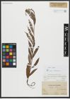 Foto von Salix alba L.